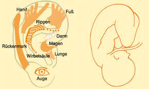Ear Acupuncture by Roman Nikolaus Urban